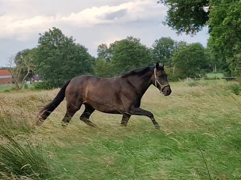 Oldenbourg Jument 9 Ans 171 cm Bai brun in Wittmund