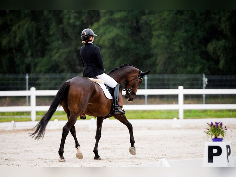 Oldenbourg Jument 9 Ans 171 cm Bai in Warszawa