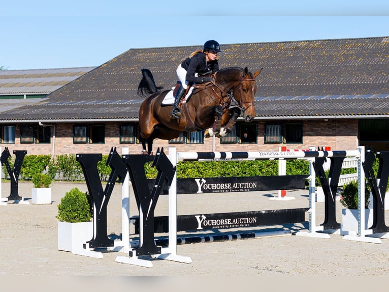 Oldenbourg Jument 9 Ans 171 cm Bai in Waddinxveen