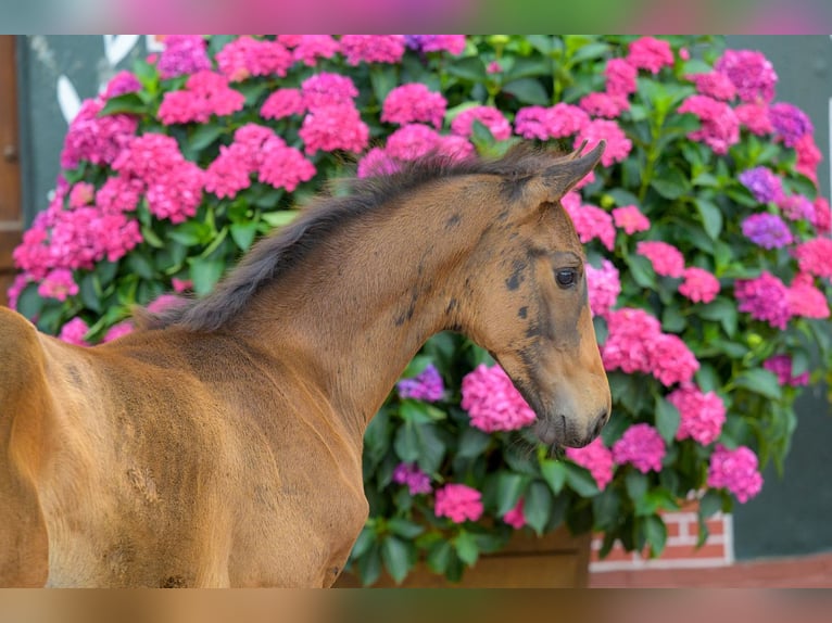 Oldenbourg Jument 9 Ans 172 cm Alezan in Cappeln (Oldenburg)