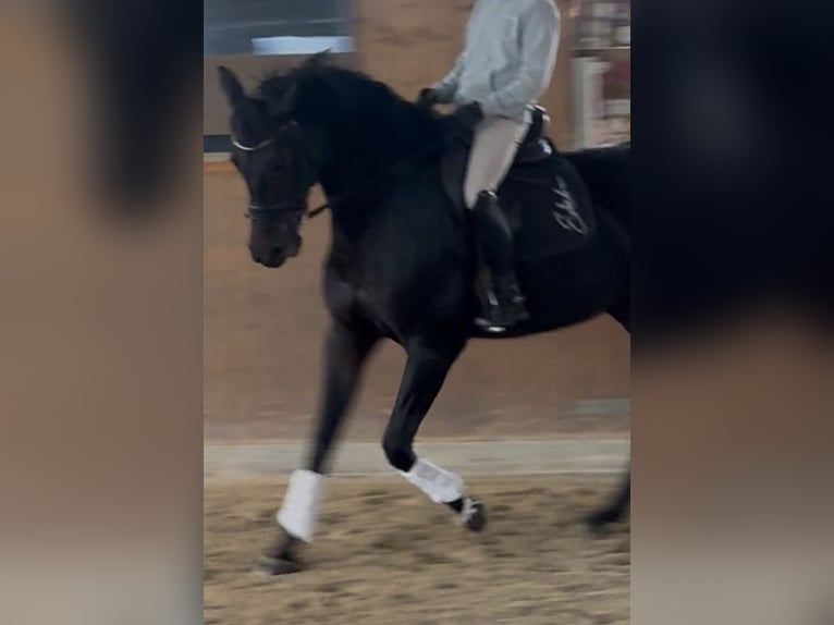 Oldenbourg Jument 9 Ans 172 cm Bai brun in Hamburg