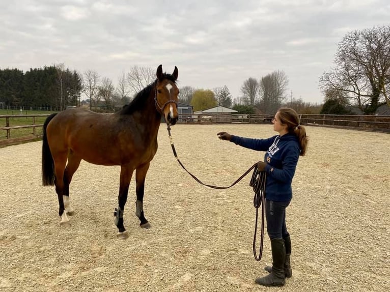 Oldenbourg Jument 9 Ans 172 cm Bai brun in Forville