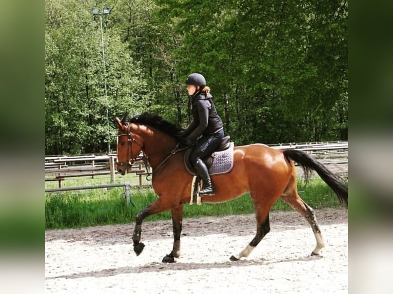 Oldenbourg Jument 9 Ans 172 cm Bai in Steinheim