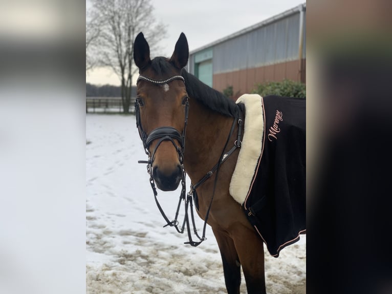 Oldenbourg Jument 9 Ans 172 cm Bai in Willich
