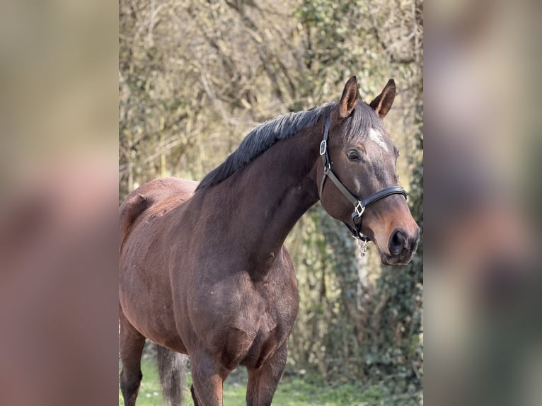 Oldenbourg Jument 9 Ans 172 cm Bai in Nideggen