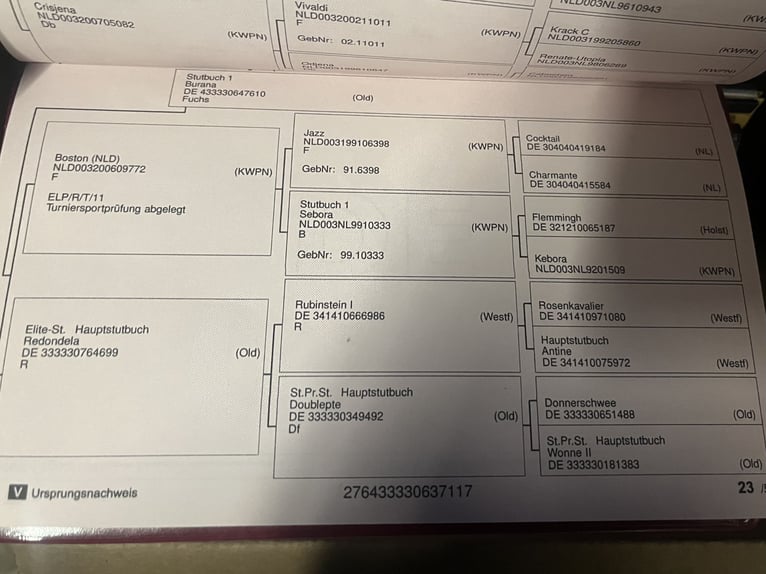 Oldenbourg Jument 9 Ans 173 cm Bai brun in Saerbeck