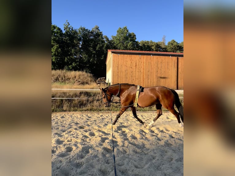 Oldenbourg Jument 9 Ans 173 cm Bai in Neuendettelsau
