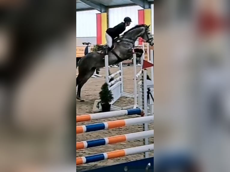 Oldenbourg Jument 9 Ans 173 cm Gris pommelé in Westerkappeln