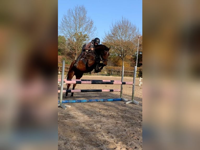 Oldenbourg Jument 9 Ans 174 cm Bai in Rastede