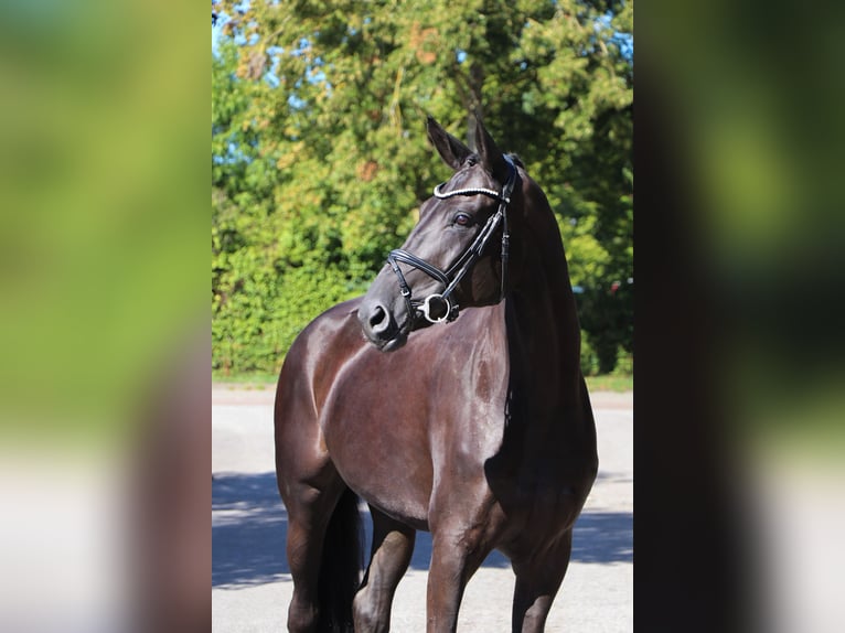 Oldenbourg Jument 9 Ans 174 cm Noir in Schwäbisch Hall