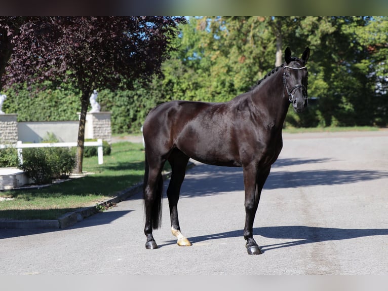 Oldenbourg Jument 9 Ans 174 cm Noir in Schwäbisch Hall