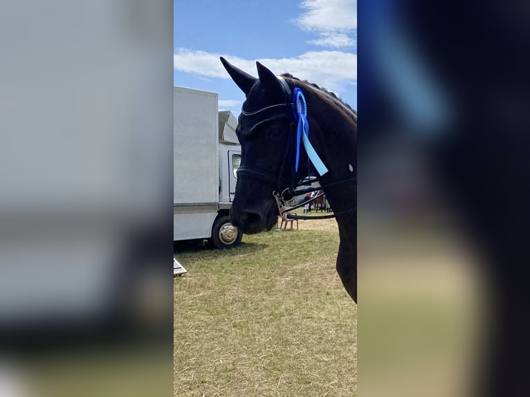 Oldenbourg Jument 9 Ans 174 cm Noir in Sulzbach am Main