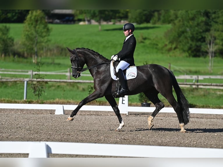 Oldenbourg Jument 9 Ans 175 cm Rabicano in Rottach-Egern