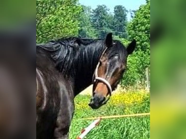 Oldenbourg Jument 9 Ans 176 cm Bai brun in Isny im Allgäu