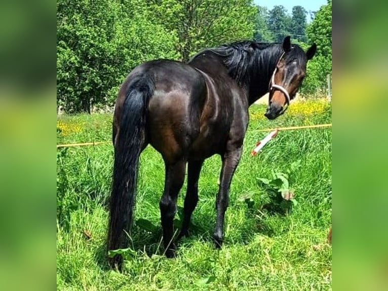 Oldenbourg Jument 9 Ans 176 cm Bai brun in Isny im Allgäu