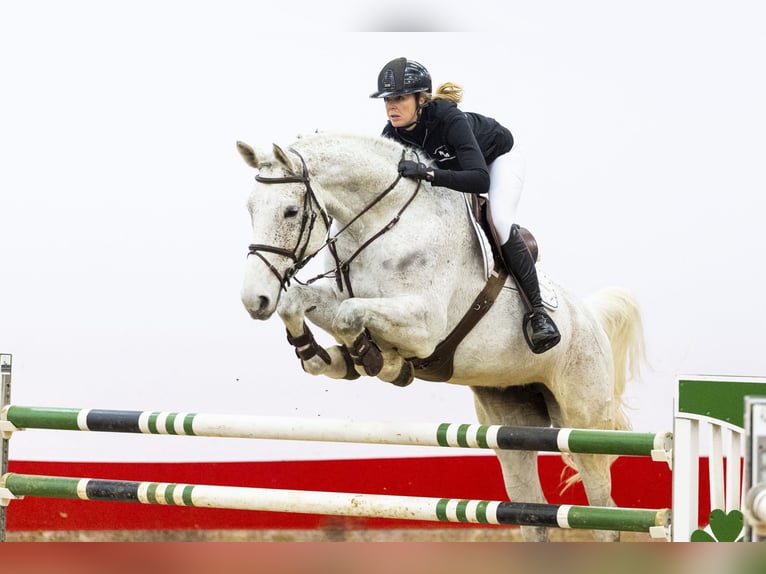 Oldenbourg Jument 9 Ans 179 cm Gris in Waddinxveen