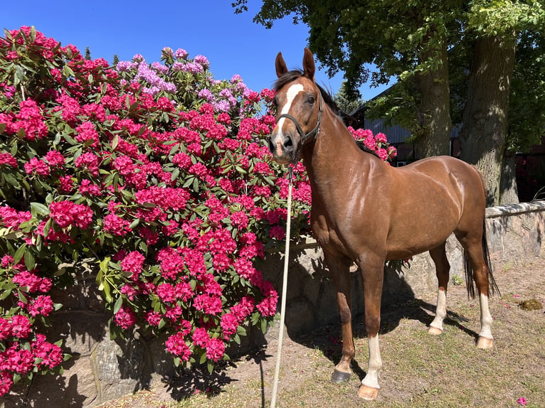 Oldenbourg Jument 9 Ans Alezan brûlé in Dahlenburg