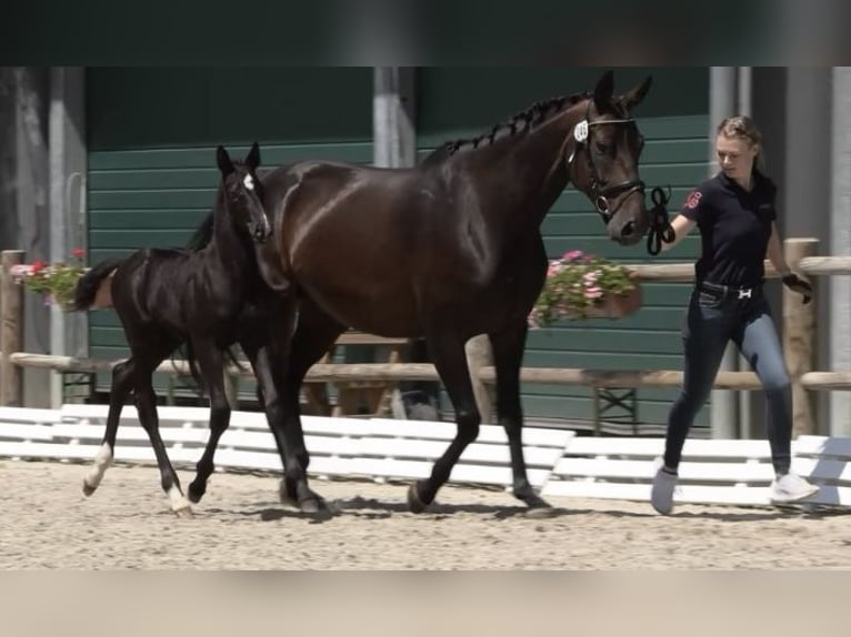 Oldenbourg Jument 9 Ans Bai brun in Tosterglope