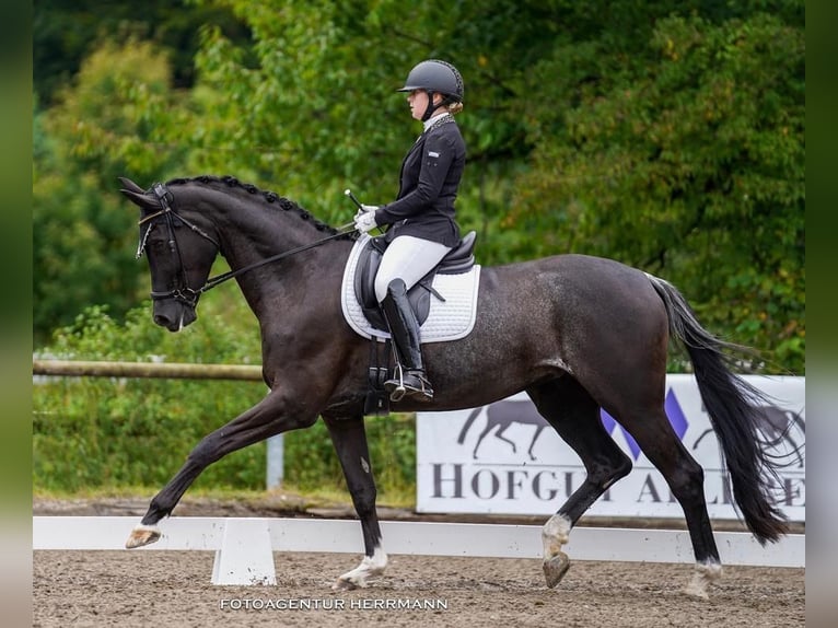Oldenbourg Jument 9 Ans Rabicano in Feldkirchen-Westerham