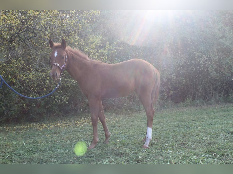 Oldenbourg Croisé Jument Poulain (05/2025) 165 cm Alezan in Zapfendorf