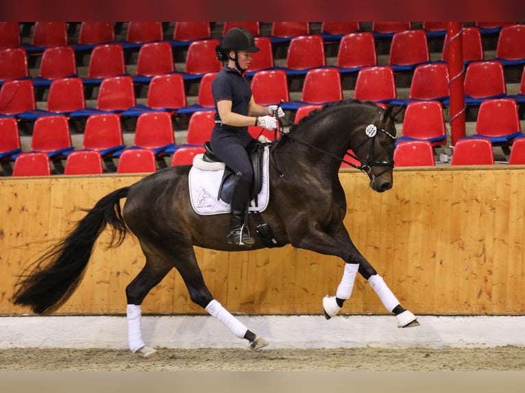 Oldenbourg Jument Poulain (03/2025) 165 cm Bai brun in Dinklage