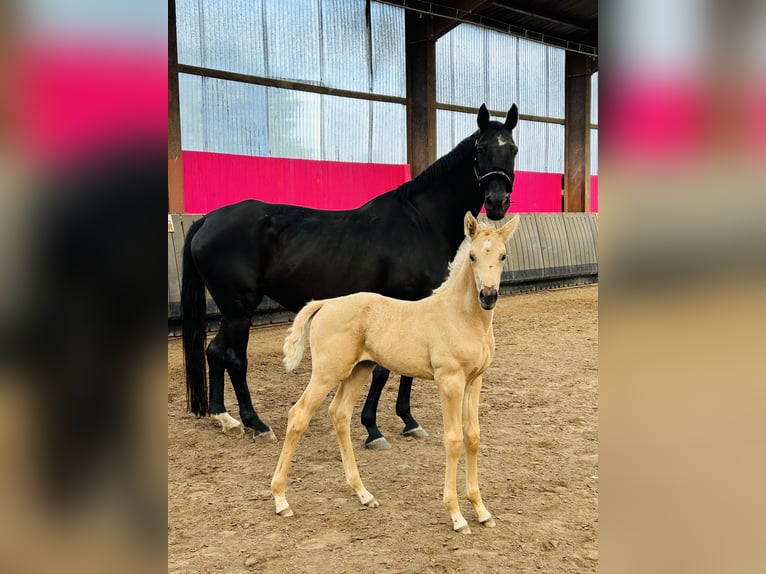 Oldenbourg Jument Poulain (05/2024) 165 cm Cremello in Wiesmoor