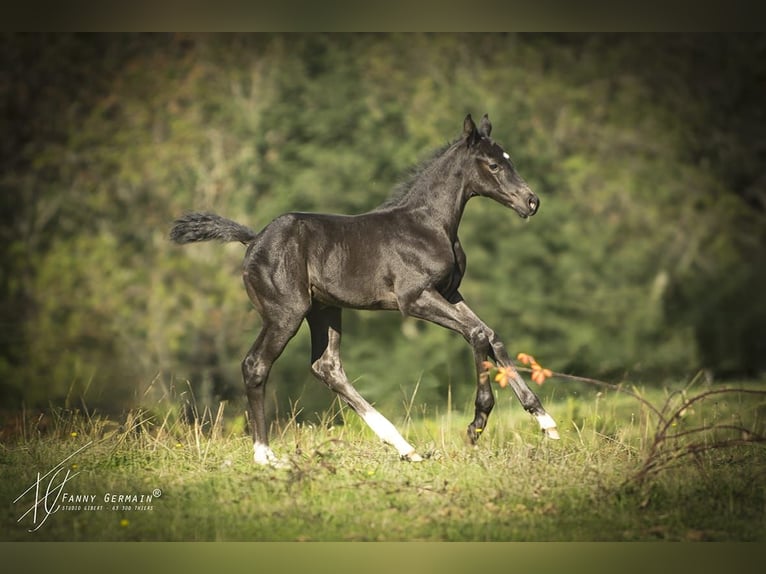 Oldenbourg Jument Poulain (08/2025) 165 cm Noir in Thiers
