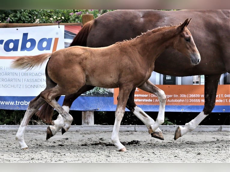 Oldenbourg Jument Poulain (04/2025) 167 cm Alezan in Wittmund