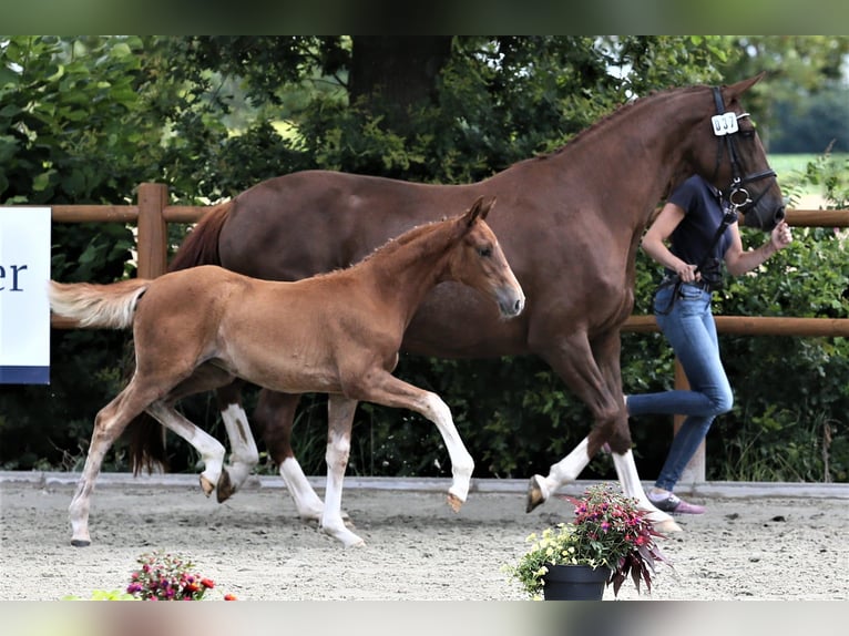 Oldenbourg Jument Poulain (04/2025) 167 cm Alezan in Wittmund