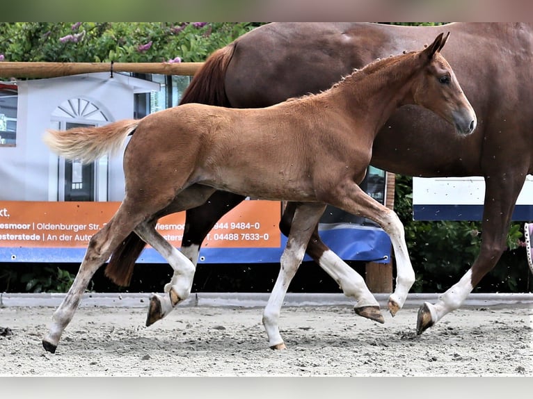 Oldenbourg Jument Poulain (04/2025) 167 cm Alezan in Wittmund