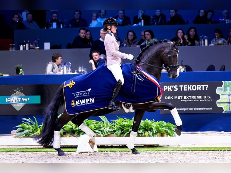 Oldenbourg Jument  167 cm Bai in Madrid