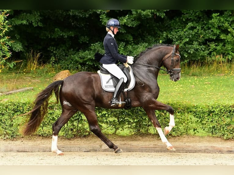 Oldenbourg Jument Poulain (05/2025) 168 cm Alezan brûlé in Ganderkesee