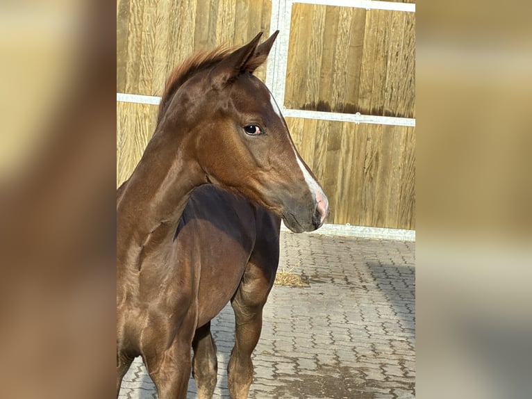 Oldenbourg Jument Poulain (06/2026) 168 cm Alezan brûlé in Blunk