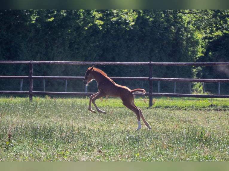 Oldenbourg Jument Poulain (06/2026) 168 cm Alezan brûlé in Blunk