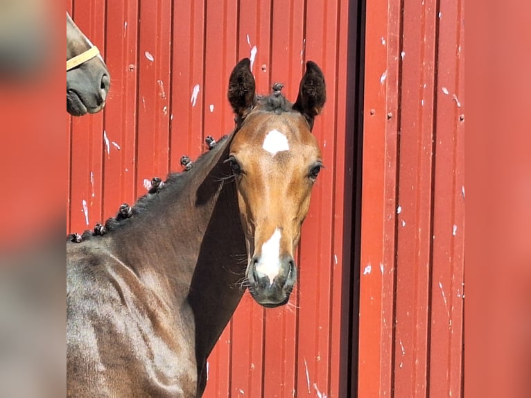 Oldenbourg Jument Poulain (03/2026) 168 cm Bai in Twistringen