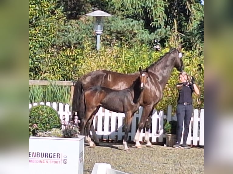 Oldenbourg Jument Poulain (03/2026) 168 cm Bai in Twistringen