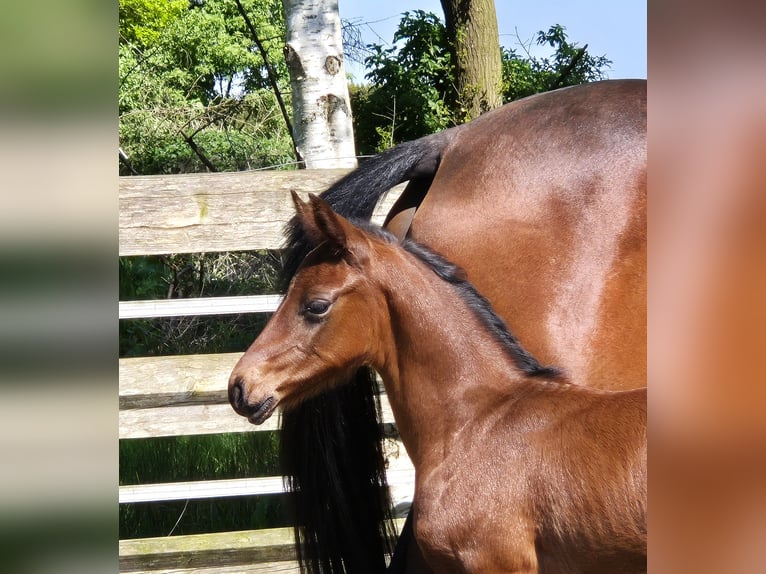 Oldenbourg Jument Poulain (04/2024) 168 cm Bai in Westerstede