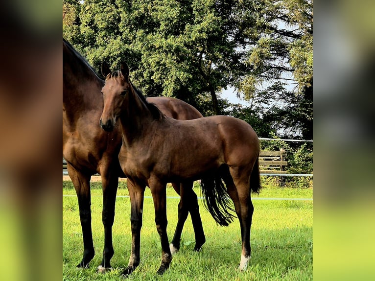 Oldenbourg Jument Poulain (04/2024) 168 cm Bai in Westerstede