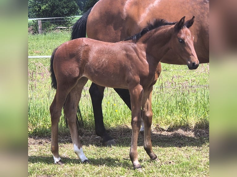 Oldenbourg Jument Poulain (04/2024) 168 cm Bai in Westerstede