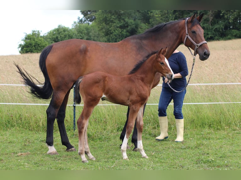 Oldenbourg Jument Poulain (05/2024) 168 cm Bai in Morbach