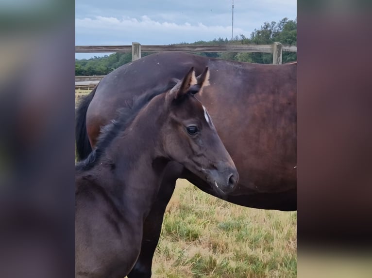 Oldenbourg Jument Poulain (05/2026) 168 cm Noir in Bramsche