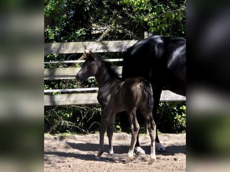 Oldenbourg Jument Poulain (04/2026) 168 cm Noir in Westerstede