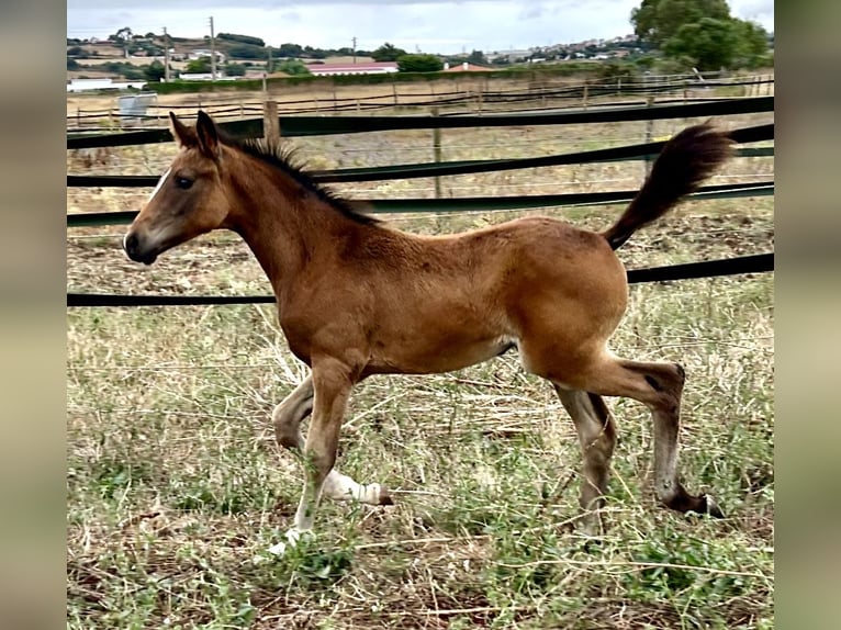 Oldenbourg Jument  168 cm Noir in Sintra