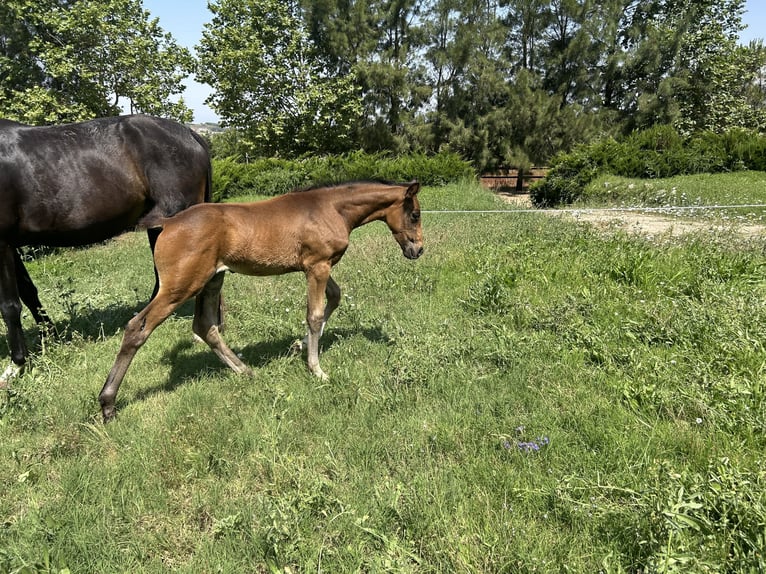 Oldenbourg Jument  168 cm Noir in Sintra