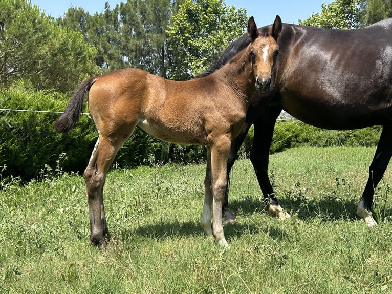 Oldenbourg Jument  168 cm Noir in Sintra