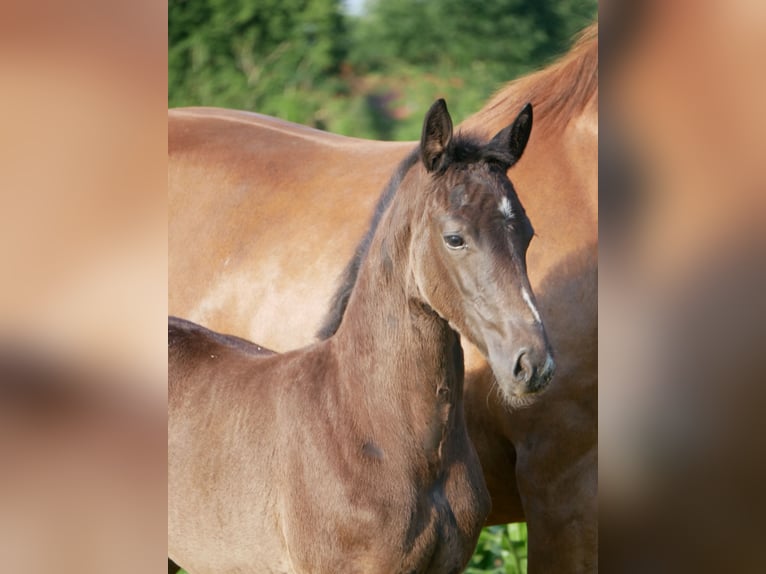 Oldenbourg Jument Poulain (04/2025) 168 cm Noir in D&#xF6;tlingen
