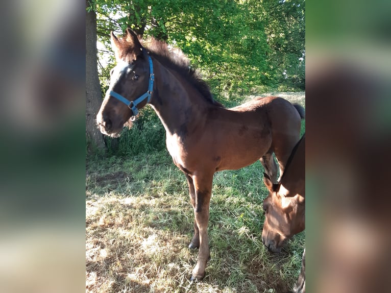 Oldenbourg Jument  169 cm Bai brun in Emlichheim