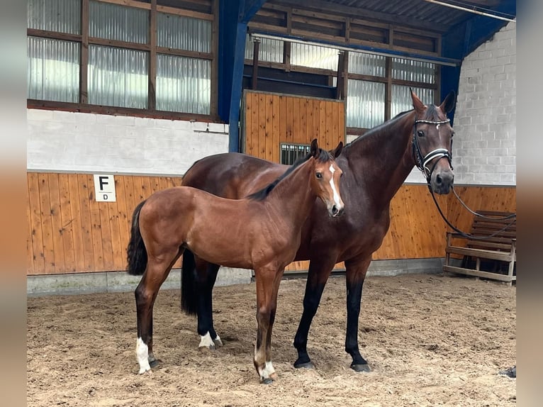 Oldenbourg Jument Poulain (05/2024) 169 cm Bai brun in Visbek