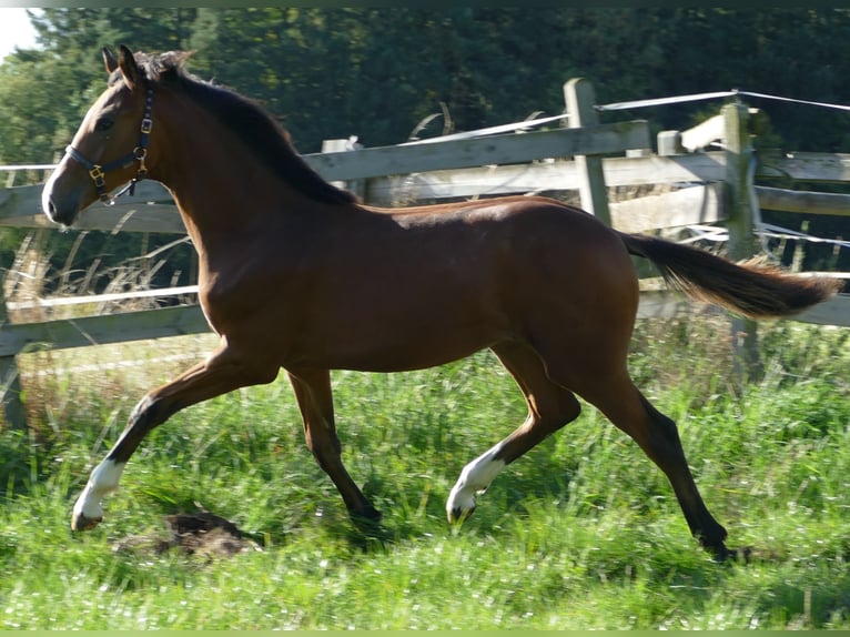 Oldenbourg Jument Poulain (02/2025) 169 cm Bai in Greifenstein