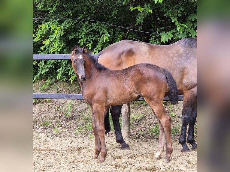 Oldenbourg Jument Poulain (03/2024) 169 cm Noir in Emstek